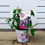 Kalmia širokolistá (Kalmia latifolia) ‘MITTERNACHT’  - výška 20-30 cm, kont.C3L